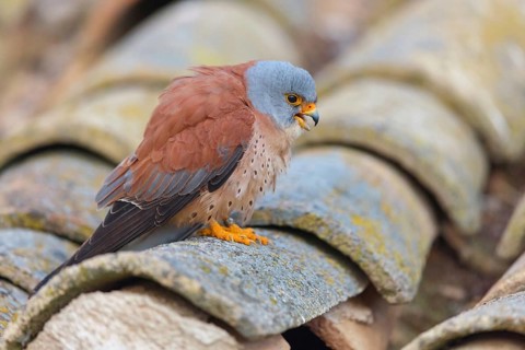 Kestrel, (Falco tinnunculus), falcon family, falcons, perching falcons