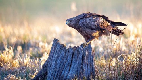 Lesser Spotted Eagle (Clanga pomarina), Mecklenburg-Western Pomerania, Germany