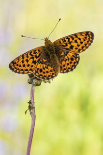 Der Silberfleck Perlmuttfalter (Boloria euphrosyne) zeigt die Flügel-Oberseite