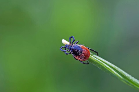 Castor Bean Tick on blade of grass, (Ixodes ricinus), animals, insects, beetles, mites, biotope,