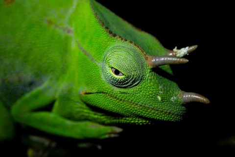 Usambara three-horned chameleon (Trioceros deremensis), chameleon on a branch at night, Amani