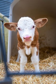Young calf stands on hay in the barn and looks ahead, Haselstaller Hof, Gechingen, Black Forest,