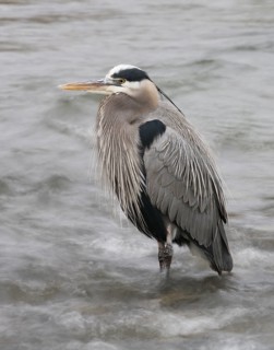 A Great_Blue Heron stands motionless in rushing water at Nimbus Fish Hatcherey, Rancho Cordova