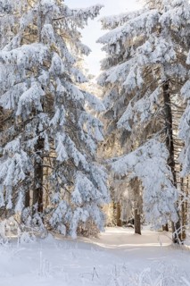 Even the tree trunks are all decorated with hoarfrost, snowy winter landscape on the Auersberg,