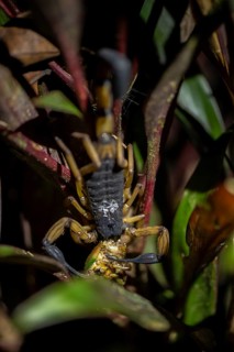 Bicoloured bark scorpion (Centruroides bicolor), scorpion eating prey, at night in the tropical