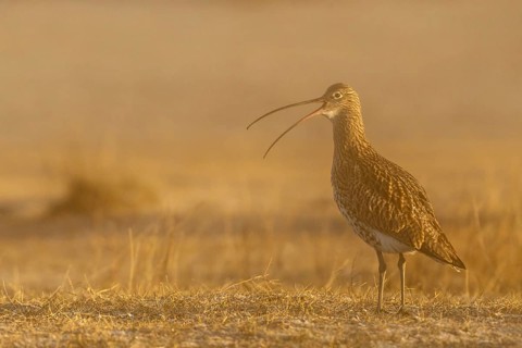 Eurasian Curlew (Numenius arquata) calling, Gallocanta Lake, Spain