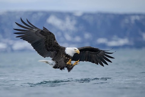 Bald Eagle (Haliaeetus leucocephalus) hunting, Alaska, USA