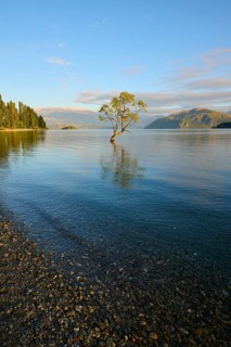 A tree stands in the lake on a rocky beach, surrounded by mountains in the morning light, summer,