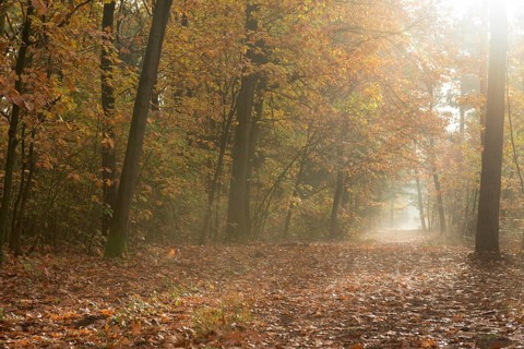 Forest trail through deciduous forest in fall colors, North Rhine-Westphalia, Germany