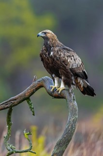 European golden eagle (Aquila chrysaetos chrysaetos) immature perched on branch in moorland,