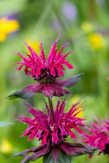 Golden balm (Monarda didyma), also known as Indian nettle or scarlet monard, North