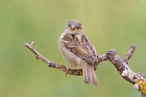 House sparrow, sparrow, house sparrow, (Passer domesticus), animals, birds, songbirds, sparrow