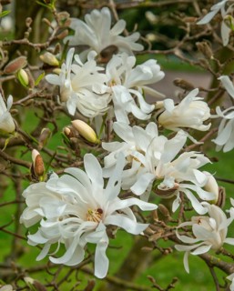 Flowering Magnolia stellata Waterlily in Ystad, Skåne County, Sweden, Scandinavia