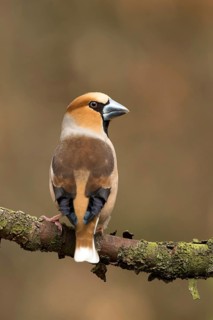 Appelvink kijkt over de schouder, Hawfinch looking over the shoulder