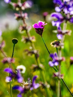 Carthusian carnation (Dianthus carthusianorum agg.) in a flower meadow, Bischofswiesen,