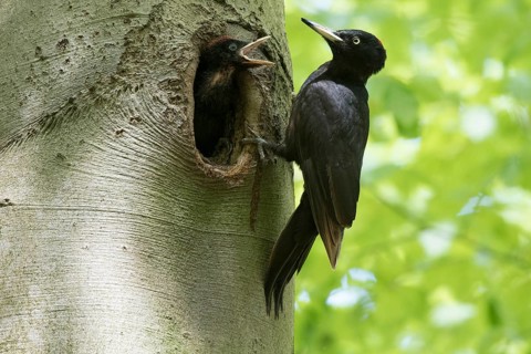 Black Woodpecker (Dryocopus martius) female at nest hole with chick, North Rhine-Westphalia,