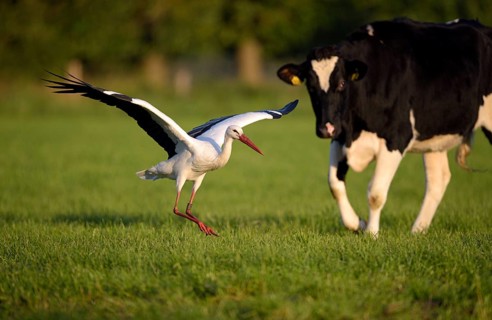 Weissstorch (Ciconia ciconia), White Stork, Altvogel wird von einer Kuh vertrieben, Oktober, NSG