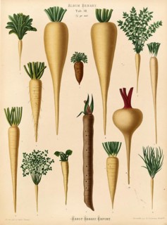 Vegetables, various turnips and root vegetables, after Ernst Samuel Benary (10 November 1819, 19