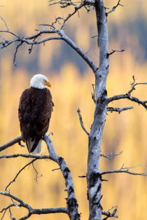 Bald Eagle (Haliaeetus leucocephalus), Alberta, Canada