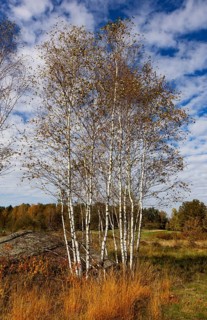 Lean meadow, altocumulus, cloudy sky with fleecy clouds and birch trees in the Blockheide nature