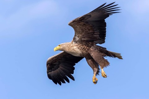 White-tailed Eagle (Haliaeetus albicilla) flying, Mecklenburg-Western Pomerania, Germany