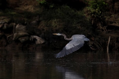 Great blue heron