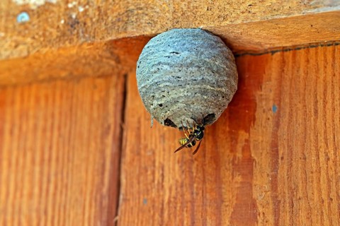Wasp nest, wasp, animals, insects, fruit, fruits, nest, real wasps, breeding site, common wasp,