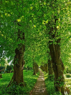 Tree avenue at the cemetery of Sieseby church, sunshine, backlight shot, Thumby, landscape