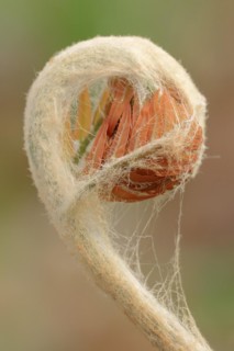 Cinnamon fern (Osmundastrum cinnamomeum, Osmunda cinnamomea), leaf emergence in spring, ornamental