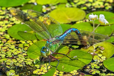 Emperor dragonfly, blue emperor (Anax imperator, Anax formosa) female with blue abdomen laying eggs