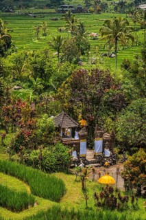 Jatiluwih, rice terrace, temple, Hinduism, agriculture, export, tourism, travel, landscape, UNESCO,