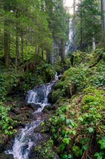 A mountain stream flows through a dense forest with lush vegetation, Burgbach waterfall, Bad