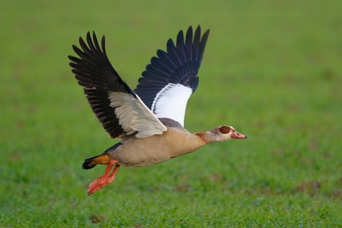 Egyptian Goose (Alopochen aegyptiaca) flying, North Rhine-Westphalia, Germany