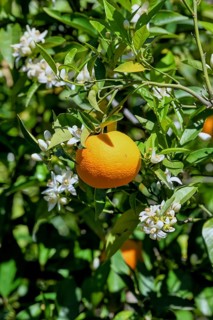 Orange (Citrus sinensis) blossom, close-up of blossoms and ripe fruit, near Bolulla, Costa Blanca,