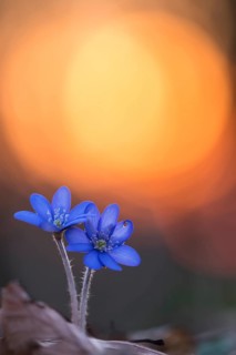 Liverleaf (Hepatica nobilis) close-up of flowering blossoms on forest floor in sunset, Lower