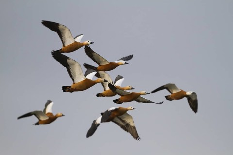 Ruddy Shelduck (Tadorna ferruginea) flying, Bavaria, Germany