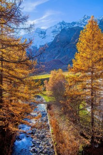 Autumn landscape with larches, Dom 4545m and Täschhorn 4491m of the Mischabel group, Saas-Fee, Saas