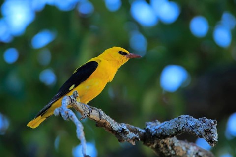 Eurasian Golden Oriole (Oriolus oriolus) male perched on lichen branch, Andalusia, Spain