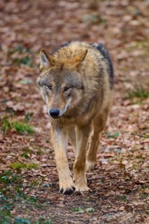 Wolf (Canis lupus), a wolf running through the forest, Germany
