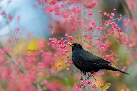 A common blackbird (Turdus merula) sits in a European spindle tree (Euonymus europaeus), and eats