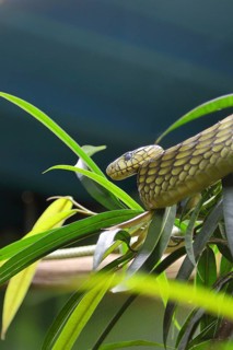 Leafy green mamba (Dendroaspis viridis), Western green mamba, venomous snake, climbs in a tree,