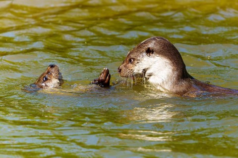 Two otters playing and interacting happily in the water, European otter (Lutra lutra) Germany