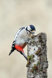 Great spotted woodpecker (Dendrocopos major) male foraging on the trunk of a grey birch (Betula