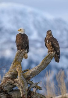 Bald Eagle (Haliaeetus leucocephalus) with juvenile, Alaska, USA