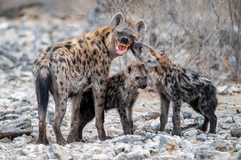 Spotted hyena or spotted hyena (Crocuta crocuta) with two young animals, Etosha National Park,