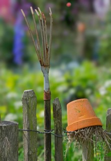 Nesting aid for earwigs, insects, clay pot with straw, rake on a wooden garden fence, Münsterland,