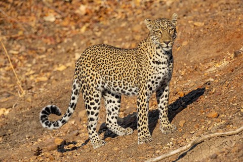 Leopard (Panthera pardus) female Zambia