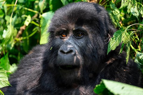 Mountain gorilla (Gorilla berengei berengei), Bwindi Impenetrable National Park, Uganda