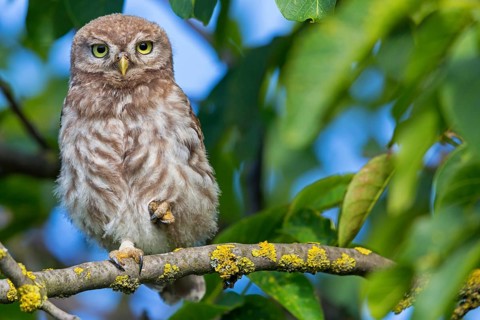 Little owl, (Athene noctua), animals, birds, owls, family of owls, Plateau Oberflörsheim, district