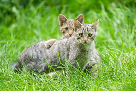 European wildcat (Felis silvestris silvestris) on a meadow, Hesse, Germany
